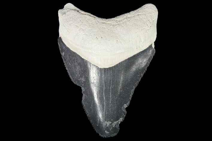 Fossil Megalodon Tooth - Florida #103394